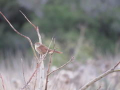 Phacellodomus striaticollis