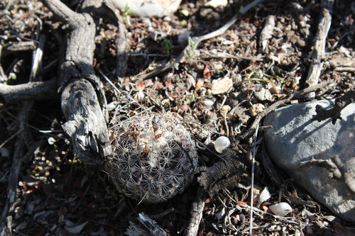 Turbinicarpus saueri
