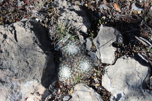 Turbinicarpus saueri