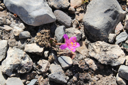 Anacampseros coahuilensis (Anacampseros coahuilensis)