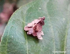 Pagodiella