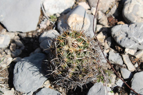 Coryphantha hintoniorum