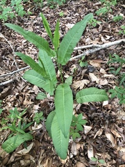 Rumex altissimus
