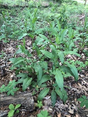 Rumex altissimus
