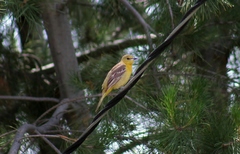 Icterus cucullatus