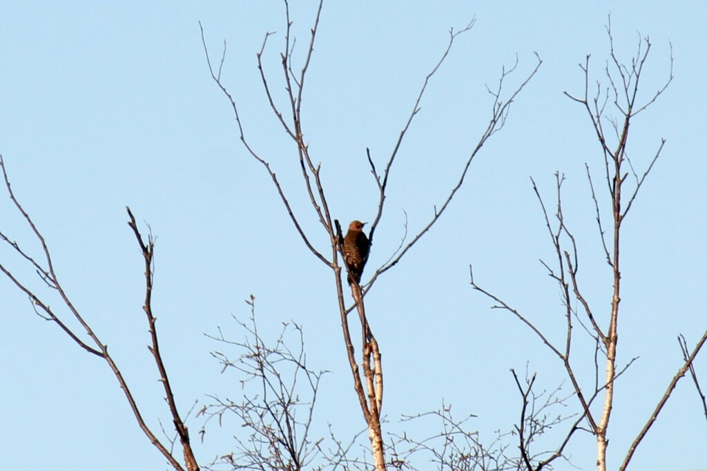 Northern Flicker from Chippewa County, MI, USA on May 6, 2024 at 07:21 ...