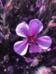 Geranium maderense