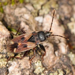 Eremocoris borealis
