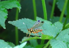 Echthromorpha agrestoria notulatoria