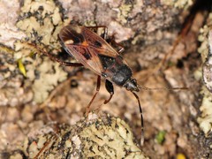 Eremocoris borealis