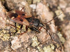 Eremocoris borealis