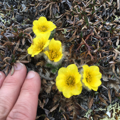 Geum glaciale