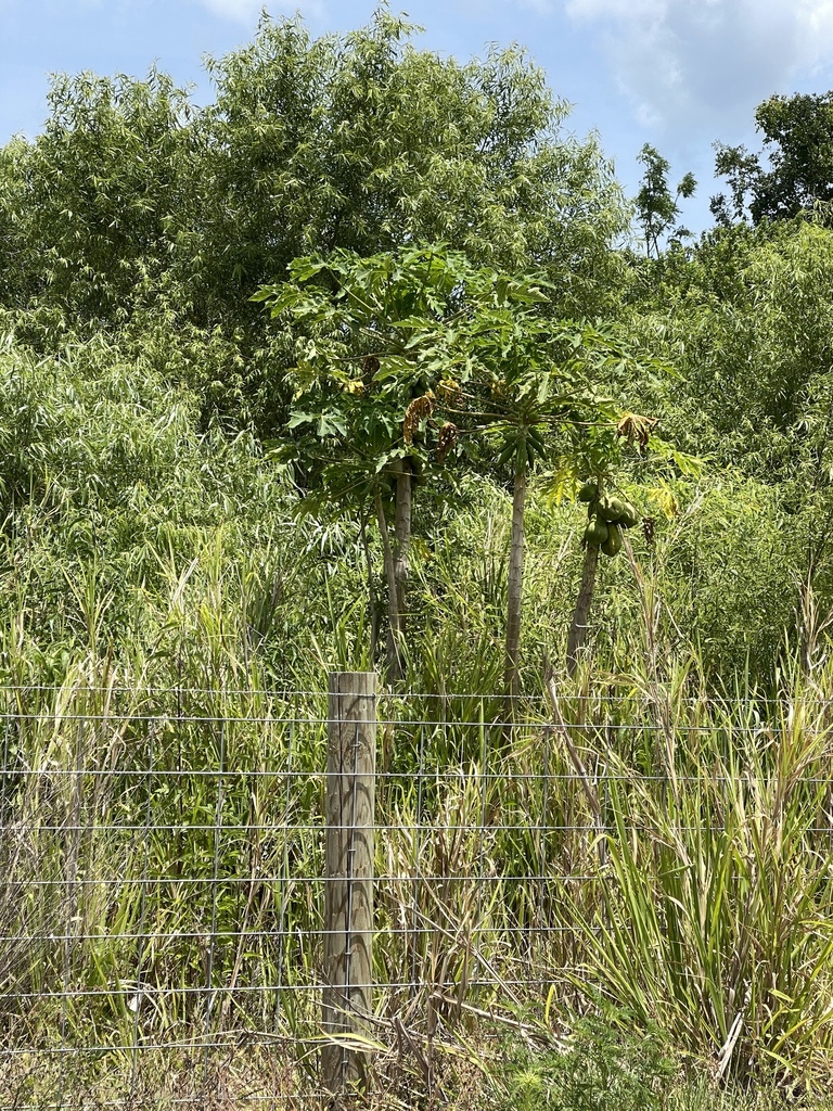 Carica papaya, Florida, US