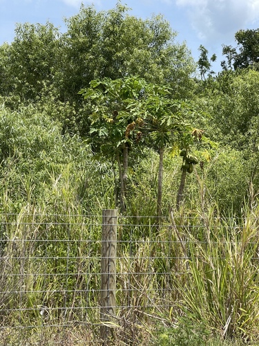 papaya (Carica papaya)