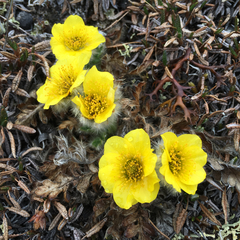 Geum glaciale