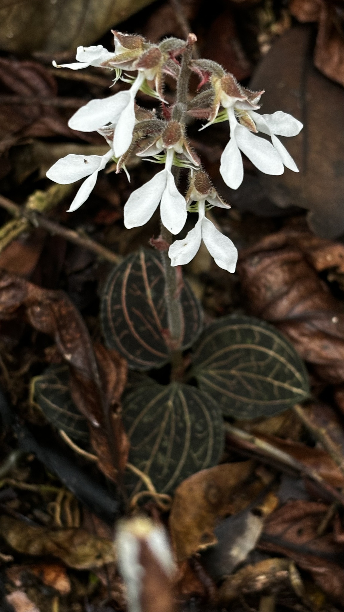 Anoectochilus annamensis (Anoectochilus annamensis)