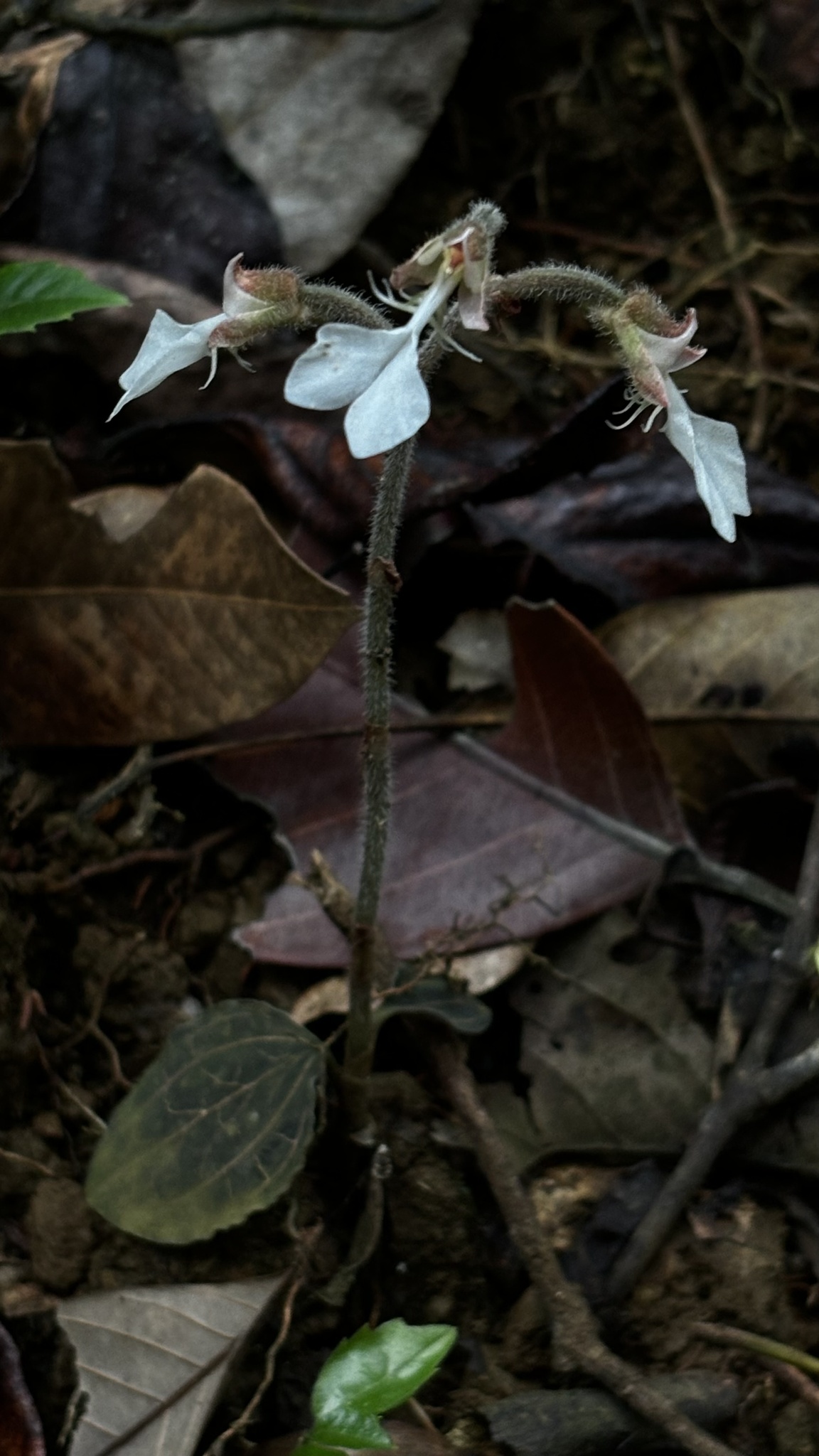 Anoectochilus annamensis — ảnh 2