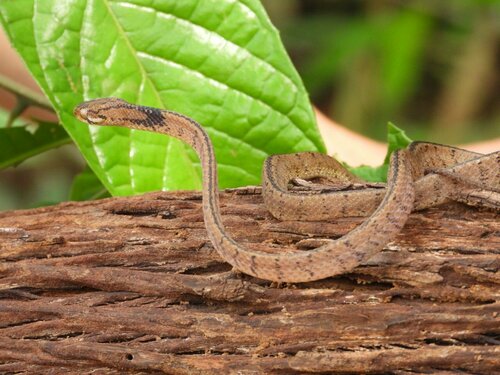 Di Linh Snail-eating Snake