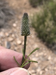Dalea searlsiae