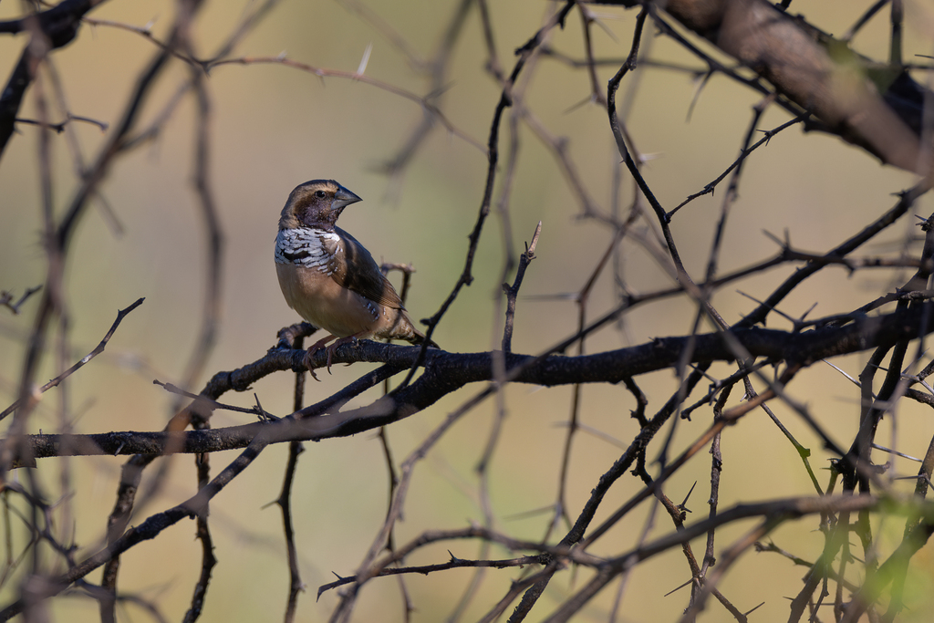 Pictorella Finch from Normanton QLD 4890, Australia on April 28, 2024 ...