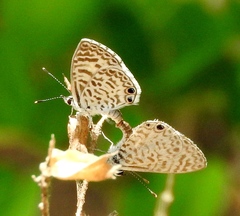 Leptotes cassius cassidula