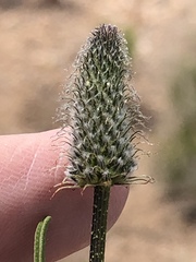Dalea searlsiae