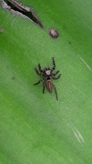Freya decorata