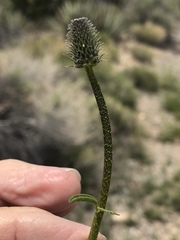 Dalea searlsiae