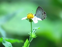 Megisba malaya sikkima