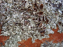 Xanthoparmelia flavescentireagens