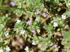 Pogogyne serpylloides