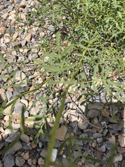 Dalea searlsiae