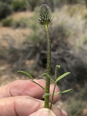 Dalea searlsiae