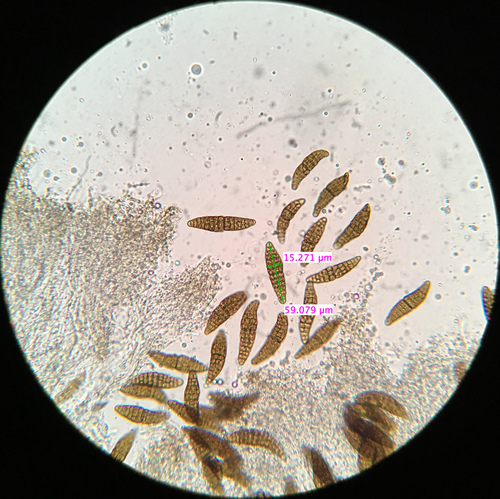 Hysterographium flexuosum observed 2024-05-05