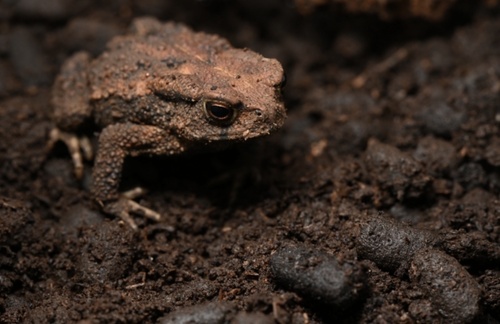 Asiatic Toad