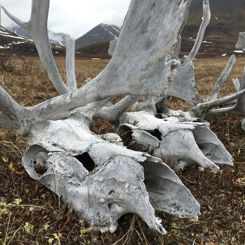 Caribou photographed in Alaska