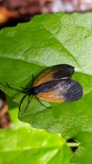 Pyromorpha dimidiata