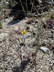 Lupinus citrinus citrinus