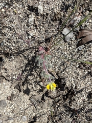 Lupinus citrinus citrinus