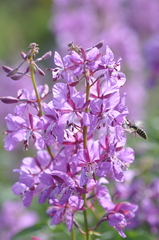 Dolichovespula norwegica
