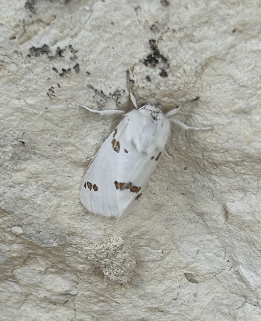 euerythra-trimaculata-from-w-heaton-st-cuero-tx-us-on-may-5-2024-at
