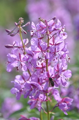Dolichovespula norwegica