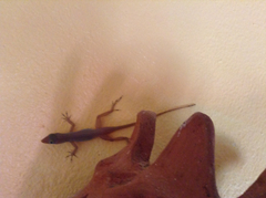 Anolis schwartzi