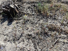 Lupinus citrinus citrinus