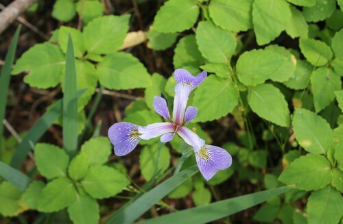 Iris virginica