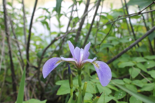 Iris virginica