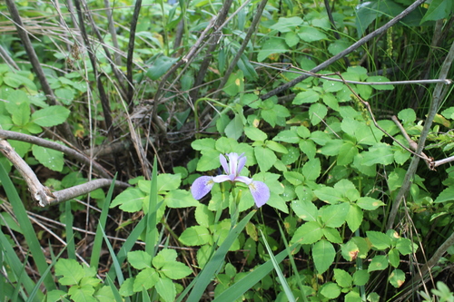 Iris virginica