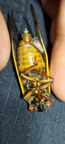 Riley's 13-Year Cicada photo 3