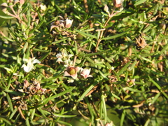 Fendlera linearis