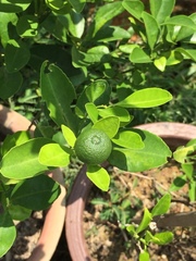 Citrus × microcarpa